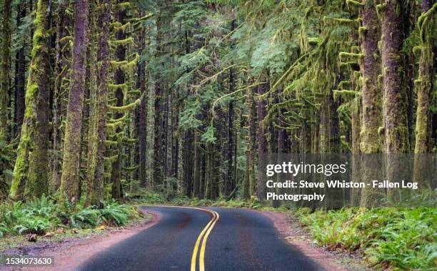 empty two lane road disappearing in a grove of moss-covered trees and ferns in the hoh river rain forest on a wet day in olympic national park - olympic nationalpark stock-fotos und bilder