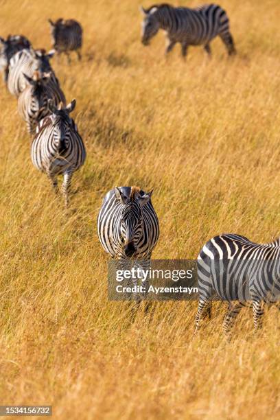 plains zebras in wildlife at great migration - plains zebra bildbanksfoton och bilder