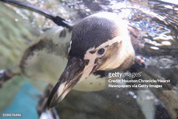 Moody Gardens features the Humboldt Penguin Exhibit, in the newly renovated Aquarium Pyramid following a $37 million renovation Thursday, May 18 in...