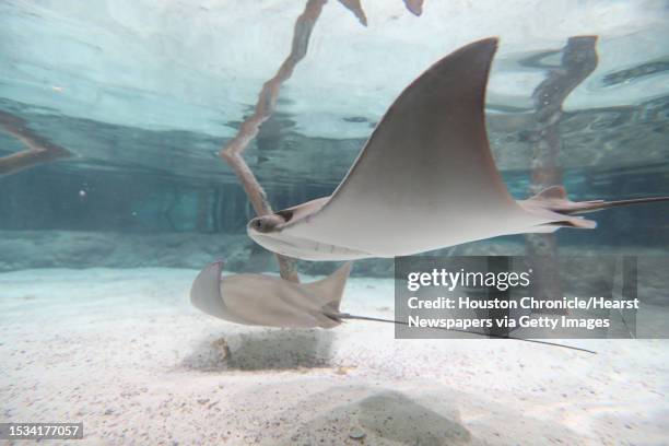 Cownose Stingray swims in the Moody Gardens Caribbean exhibit in the newly renovated Aquarium Pyramid following a $37 million renovation Thursday,...