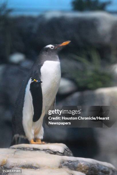 Moody Gardens King Penguin keeps an eye on others in the South Atlantic exhibit in the newly renovated Aquarium Pyramid following a $37 million...