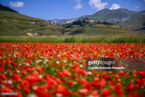 General view show blooming lentils fields and poppies flowers during the annual blossom, on July 11, 2023 in Castelluccio di Norcia, Italy....