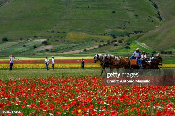 Tourists visit the fields of blooming lentils and poppies flowers during the annual blossom, on July 11, 2023 in Castelluccio di Norcia, Italy....