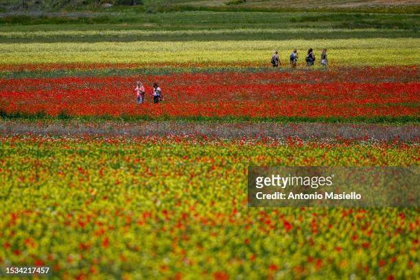 Tourists visit the fields of blooming lentils and poppies flowers during the annual blossom, on July 11, 2023 in Castelluccio di Norcia, Italy....