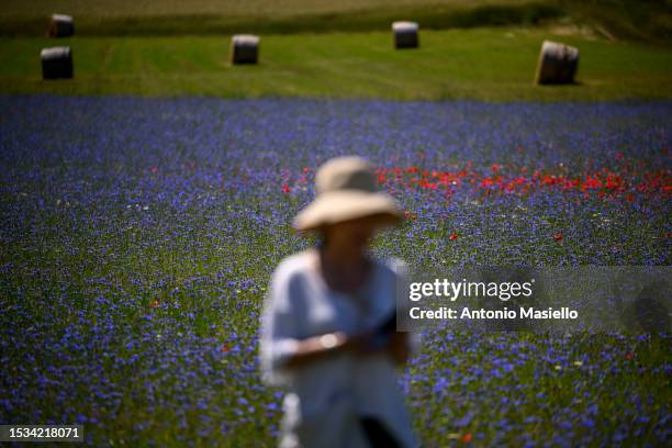 Tourists visit the fields of blooming lentils and poppies flowers during the annual blossom, on July 11, 2023 in Castelluccio di Norcia, Italy....