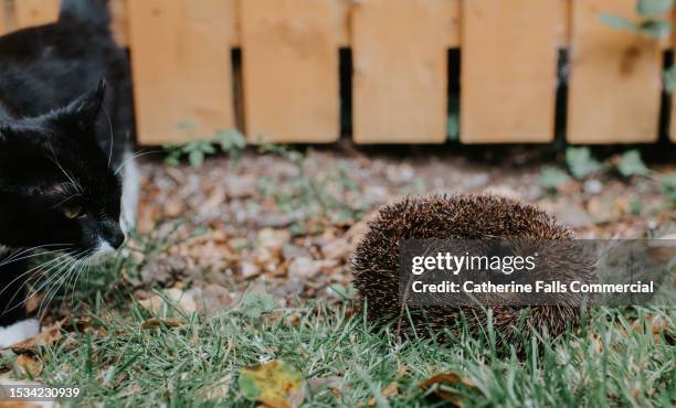 a curious cat is interested in a large hedgehog, which has curled itself up into a protective ball - snout stock pictures, royalty-free photos & images