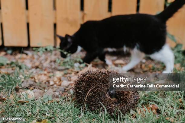 a cat walks past a hedgehog, that has curled itself in to a protective ball - snout stock pictures, royalty-free photos & images