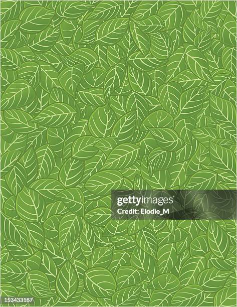 pattern leaf / feuilles - leaf pattern stock illustrations