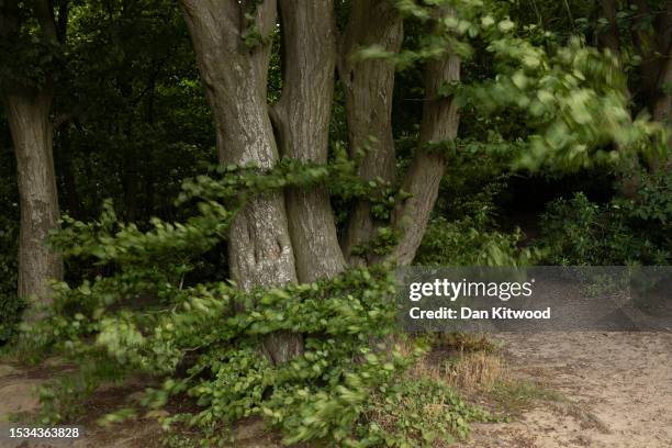 Woodland at Oaken Wood next to Hermitage Quarry on July 06, 2023 in East Malling, United Kingdom. Oaken Wood in Kent is a 'Plantation of Ancient...