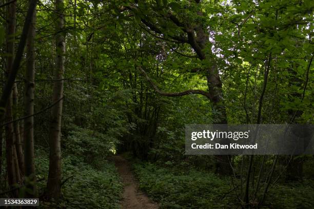 Woodland at Oaken Wood next to Hermitage Quarry on July 06, 2023 in East Malling, United Kingdom. Oaken Wood in Kent is a 'Plantation of Ancient...