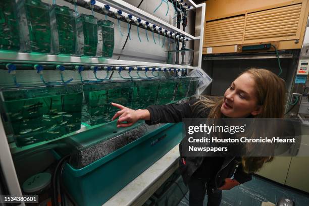 Zebra fish are being studied by Graduate Student Aubrey Converse at UT's Marine Science Institute Thursday, Dec. 7 in Port Aransas. Harvey destroyed...