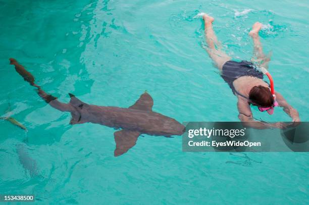 Woman is feeding, taking pictures with an underwater camera and swimming and snorkeling with nurse sharks at Compass Cay Marina on June 15, 2012 in...