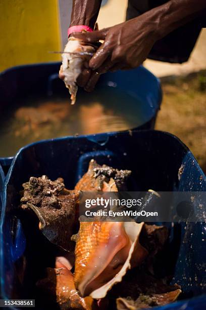 Preparation of the local bahamian speciality fresh conch salad that is made with the meat of ocean mollusks named conch at the annual Rake 'n' Scrape...