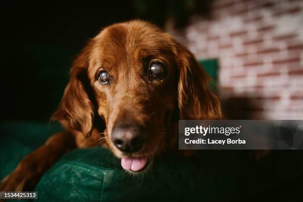 blind disabled senior golden retriever - old golden retriever stock pictures, royalty-free photos & images