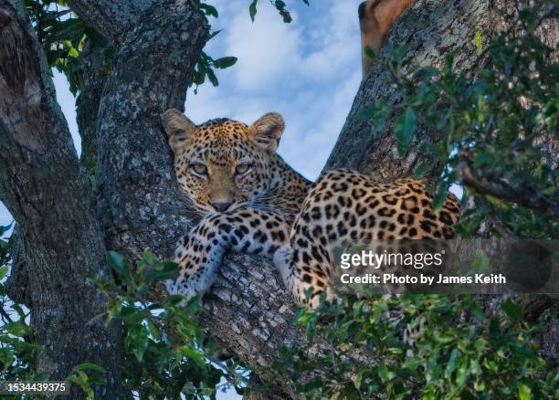 leopard relaxing in a tree. - wildlife animals stock pictures, royalty-free photos & images