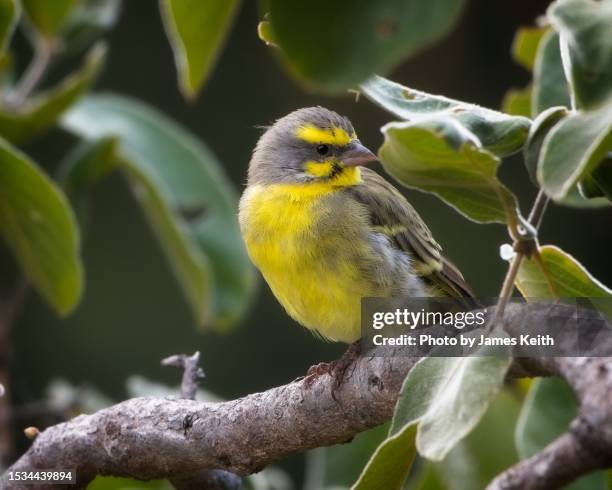 african yellow canary - canary bird stock pictures, royalty-free photos & images