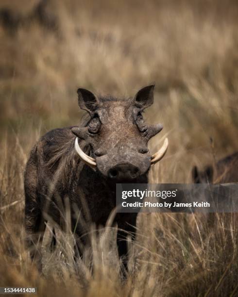 wart hog - limpopo province stock pictures, royalty-free photos & images