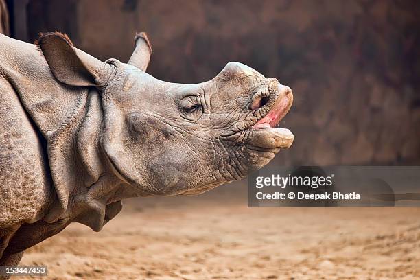 rhino - rhinoceros bildbanksfoton och bilder