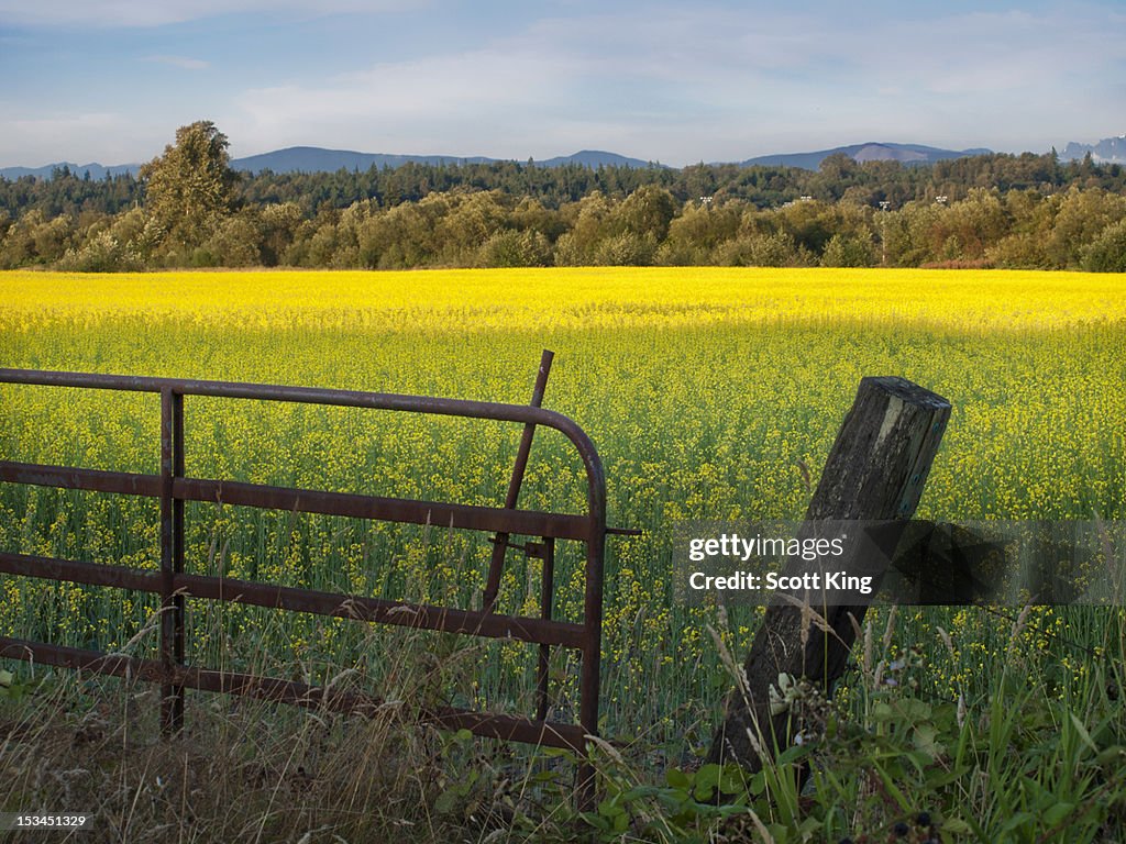 Fields of Canola