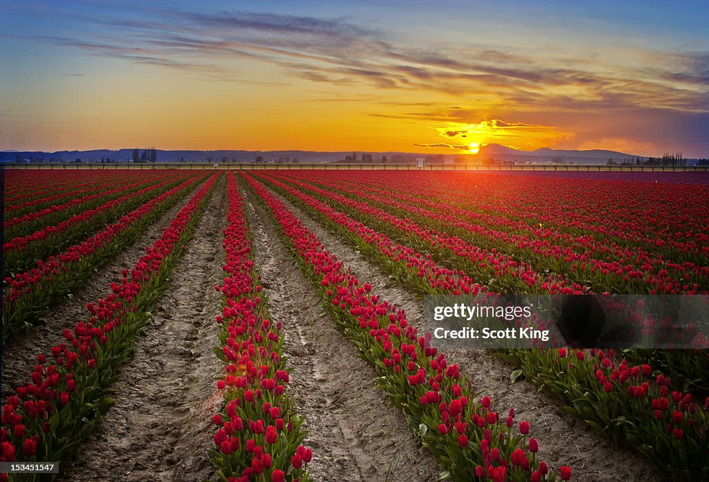 Tulip Field