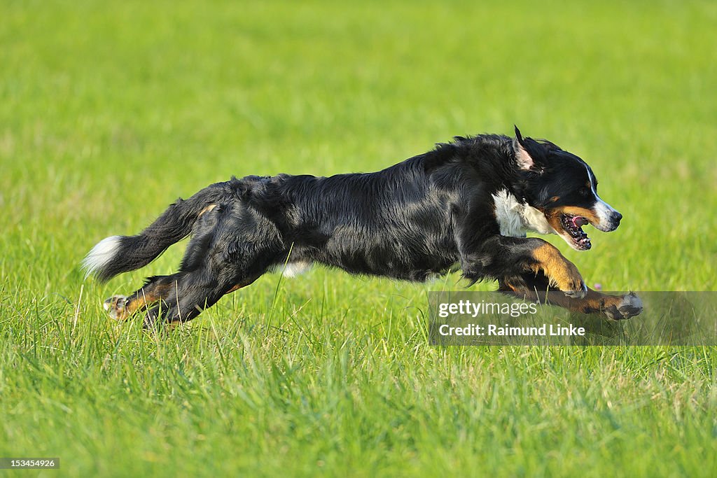 Bernese Mountain Dog