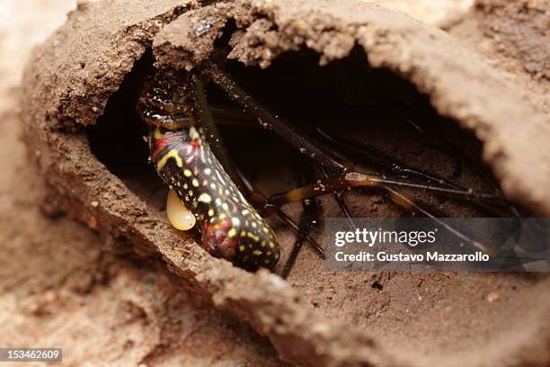 wasp larvae with paralyzed spider - mud dauber wasp fotografías e imágenes de stock