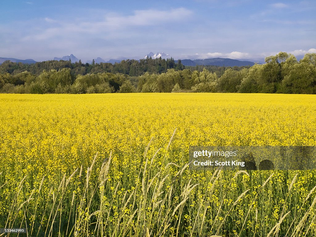 Yellow canola crop