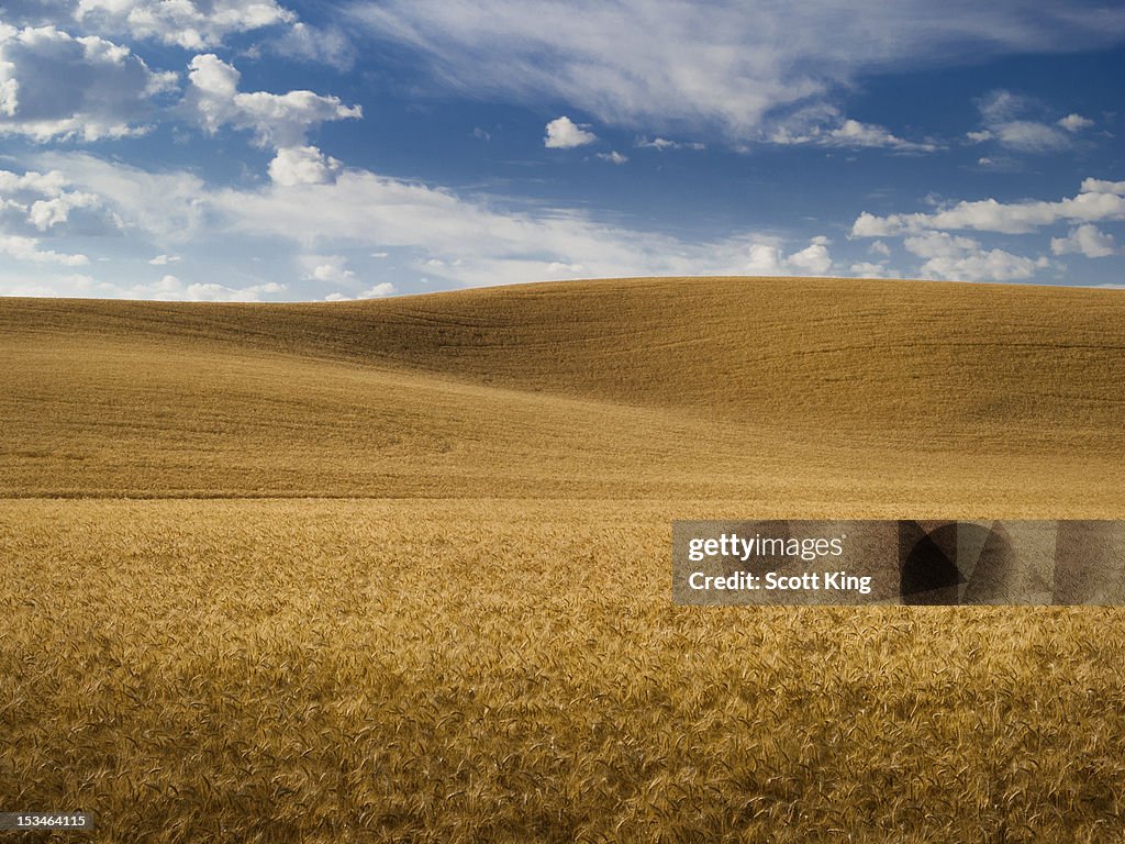 Field of Wheat