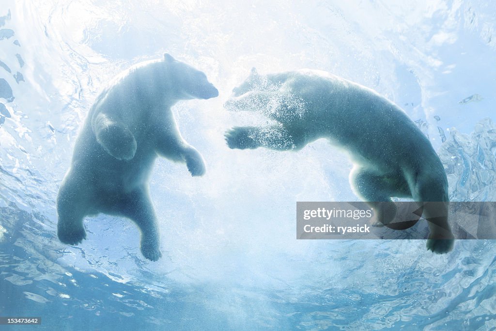 Guardare due Polar Bear Cubs giocano In acqua