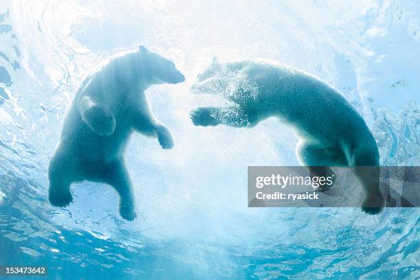 looking up at two polar bear cubs playing in water - polar bear stock pictures, royalty-free photos & images