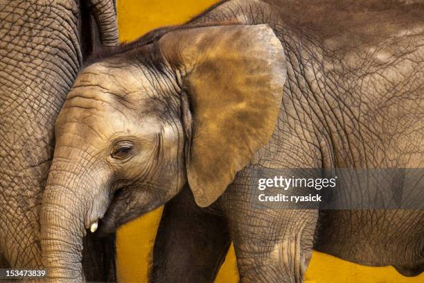 closeup of baby african elephant along side mother - elephant calf stock pictures, royalty-free photos & images