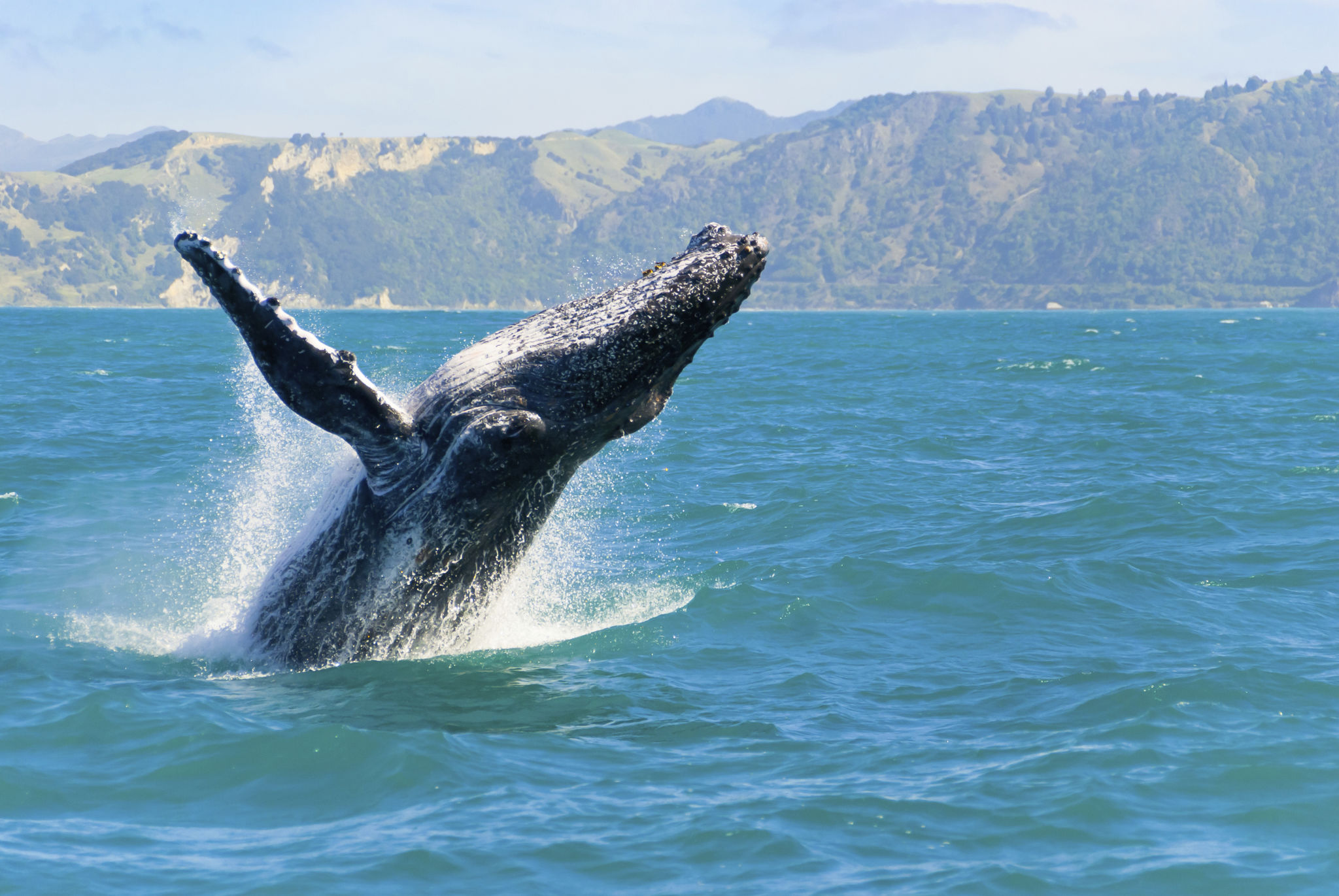 humpback whale maui