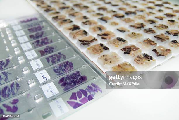 histopathology slide with embedded paraffin - histology stock pictures, royalty-free photos & images