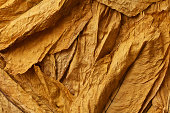 Close up of dried tobacco leaves
