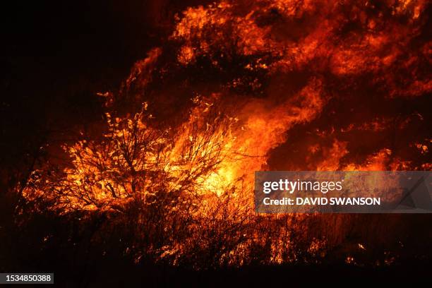 149 Rabbit Fire (2023) Stock Photos, High-Res Pictures, and Images ...