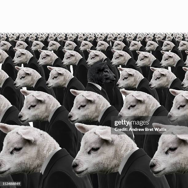 black sheep amongst white sheep businessmen - black sheep mammal stock pictures, royalty-free photos & images