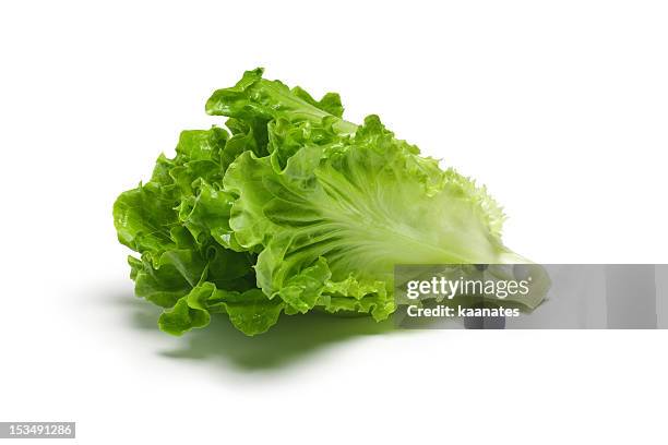 fresh lettuce - lettuce bildbanksfoton och bilder