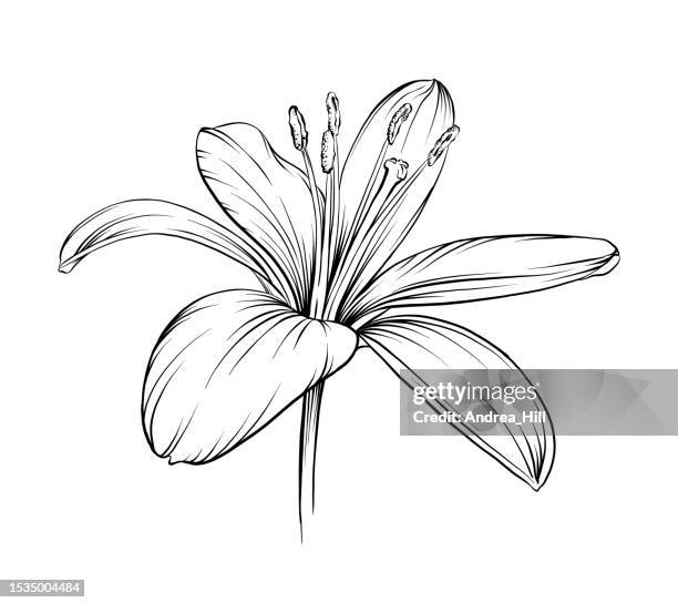 lilienvektorstift und tinte-illustration - lilien stock-grafiken, -clipart, -cartoons und -symbole