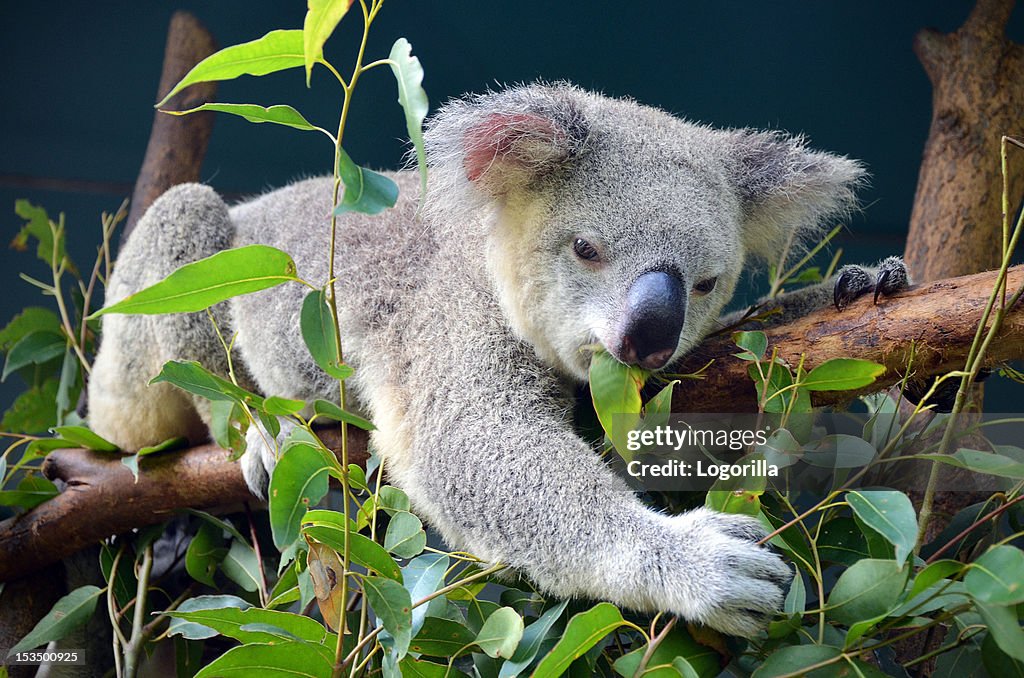 Koala déjeuner