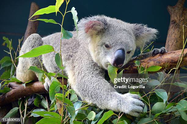 koala pranzo - australia zoo foto e immagini stock