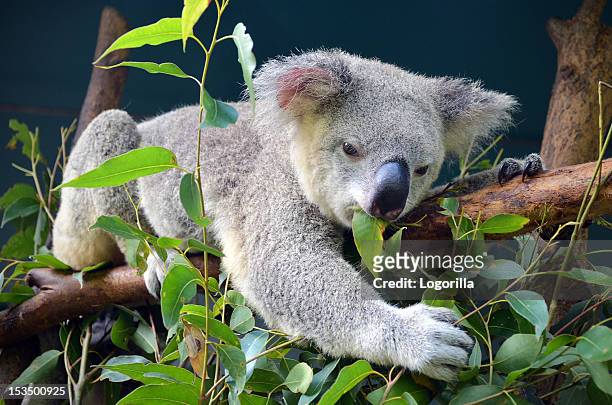koala lunch - koala eating stock pictures, royalty-free photos & images