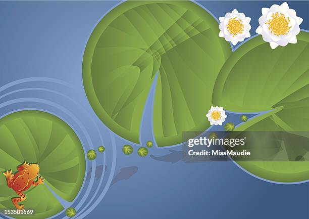 frog waterlilies and pads - frog vector stock illustrations