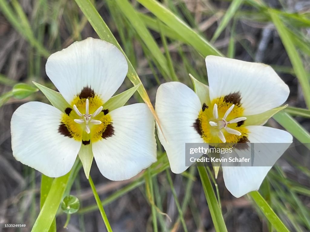 Wild Mariposa flowers, (Calochortus). Lee Vining Canyon, eastern Sierra Nevada, California