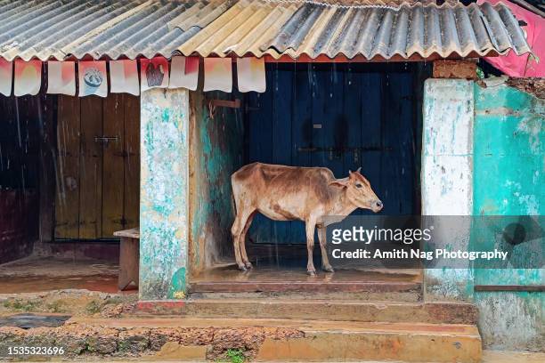 cow taking shelter from the rain - cow and sheep stock pictures, royalty-free photos & images