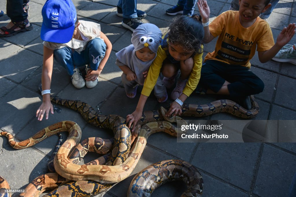 Childrens try to hold some boas and python while celebrate world ...