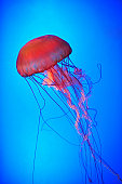 Jellyfish tentacles