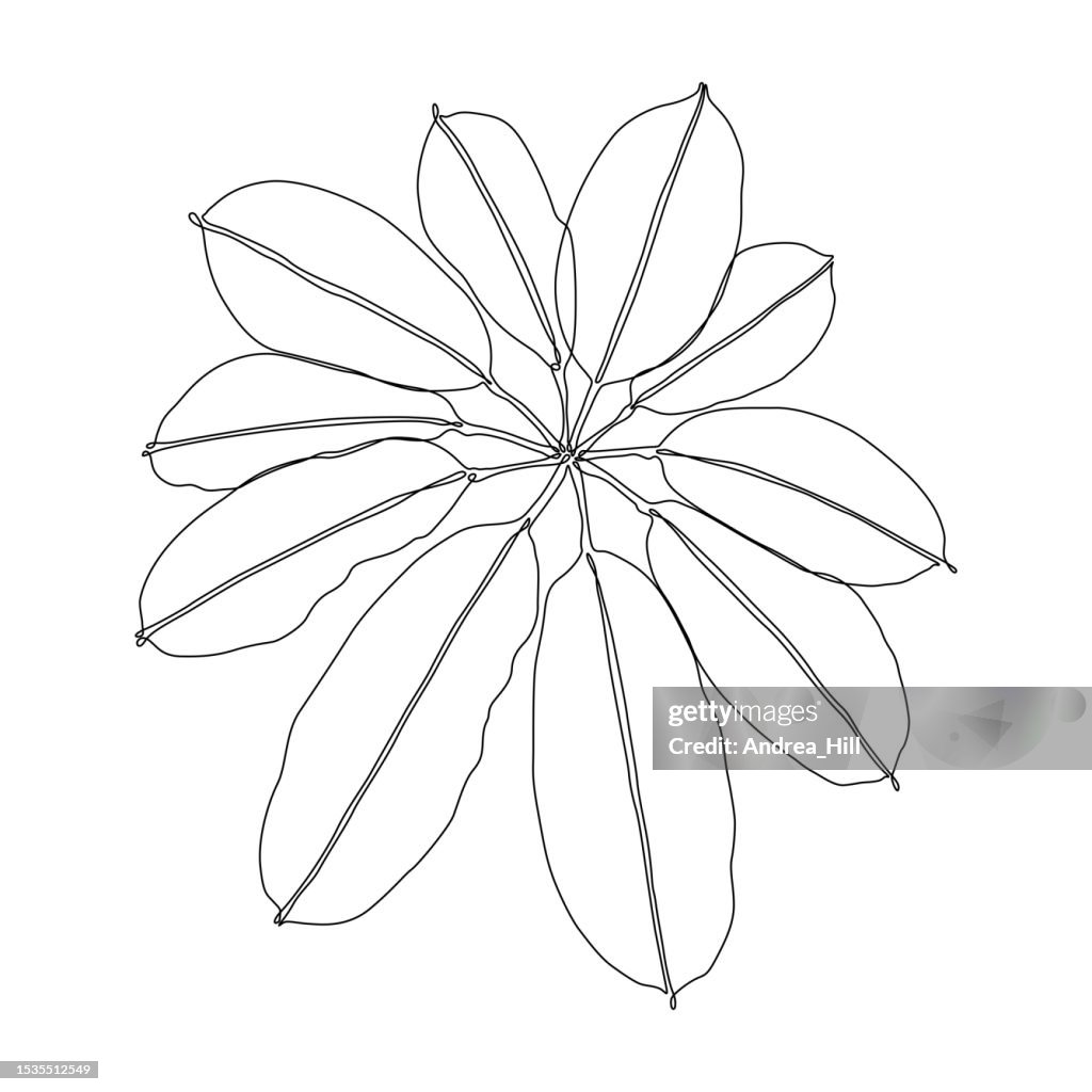 Umbrella Plant Continuous Line Drawing with Editable Stroke