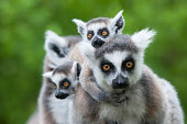 ring-tailed lemur with her cute babies