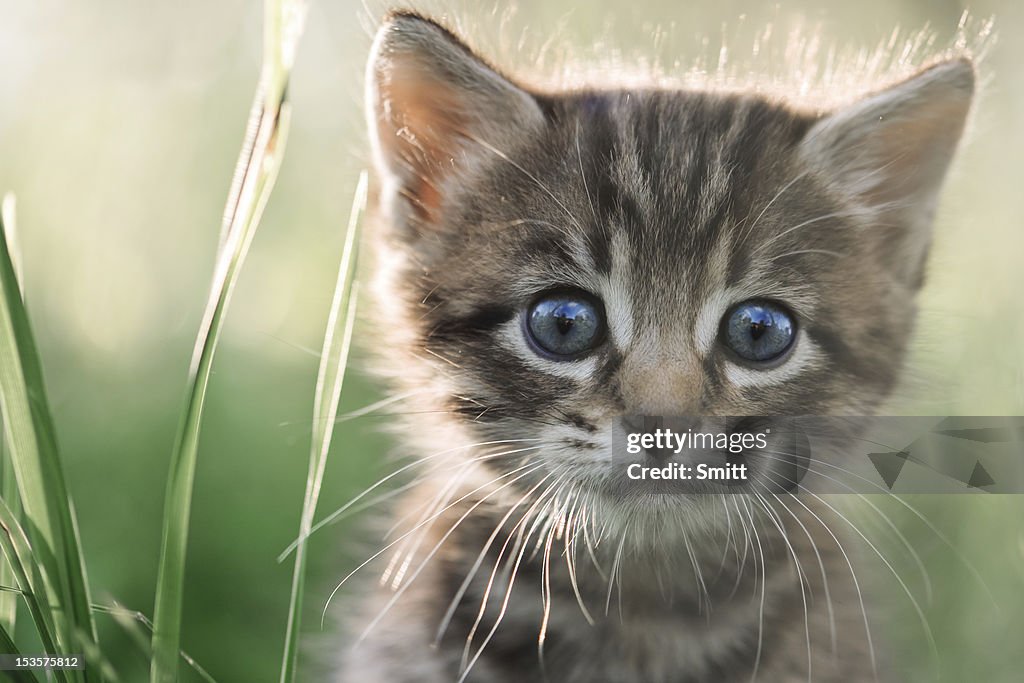 Kitten Inages Kitten High-Res Stock Photo - Getty Images