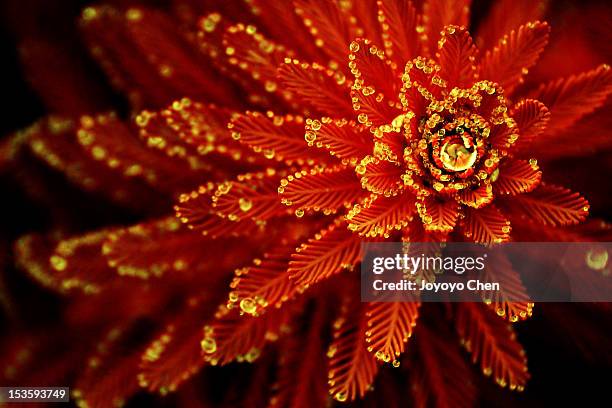 91 Yarrow Water Stock Photos, HighRes Pictures, and Images Getty Images